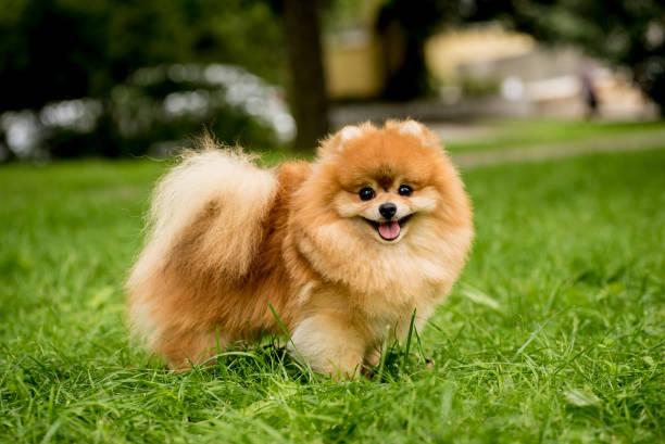 Köpek Eğitimi