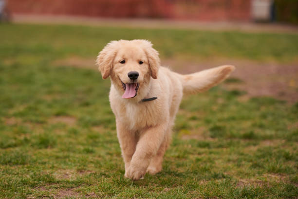 Köpek Oteli